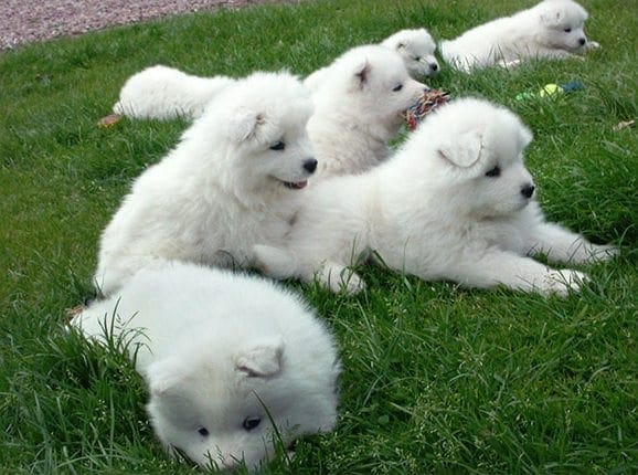 Razas de Perros