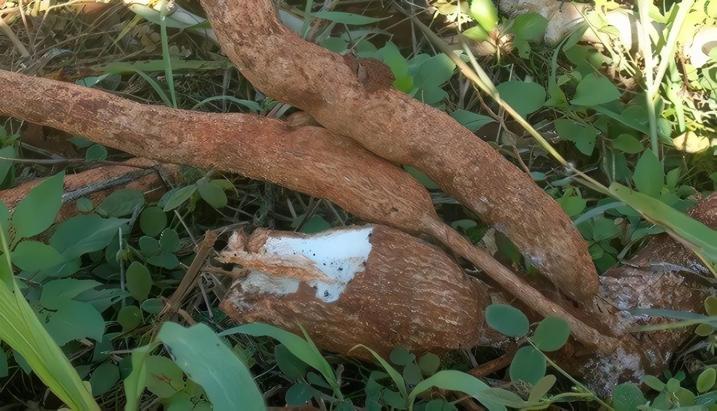Plagas-Enfermedades-Yuca