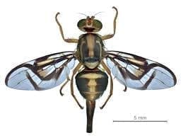 generalidades de la mosca de fruta