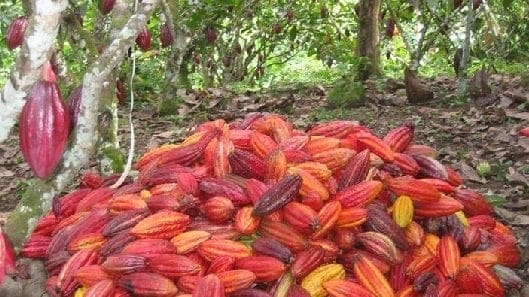 cultivo-de-cacao