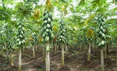 cultivo-de-papaya