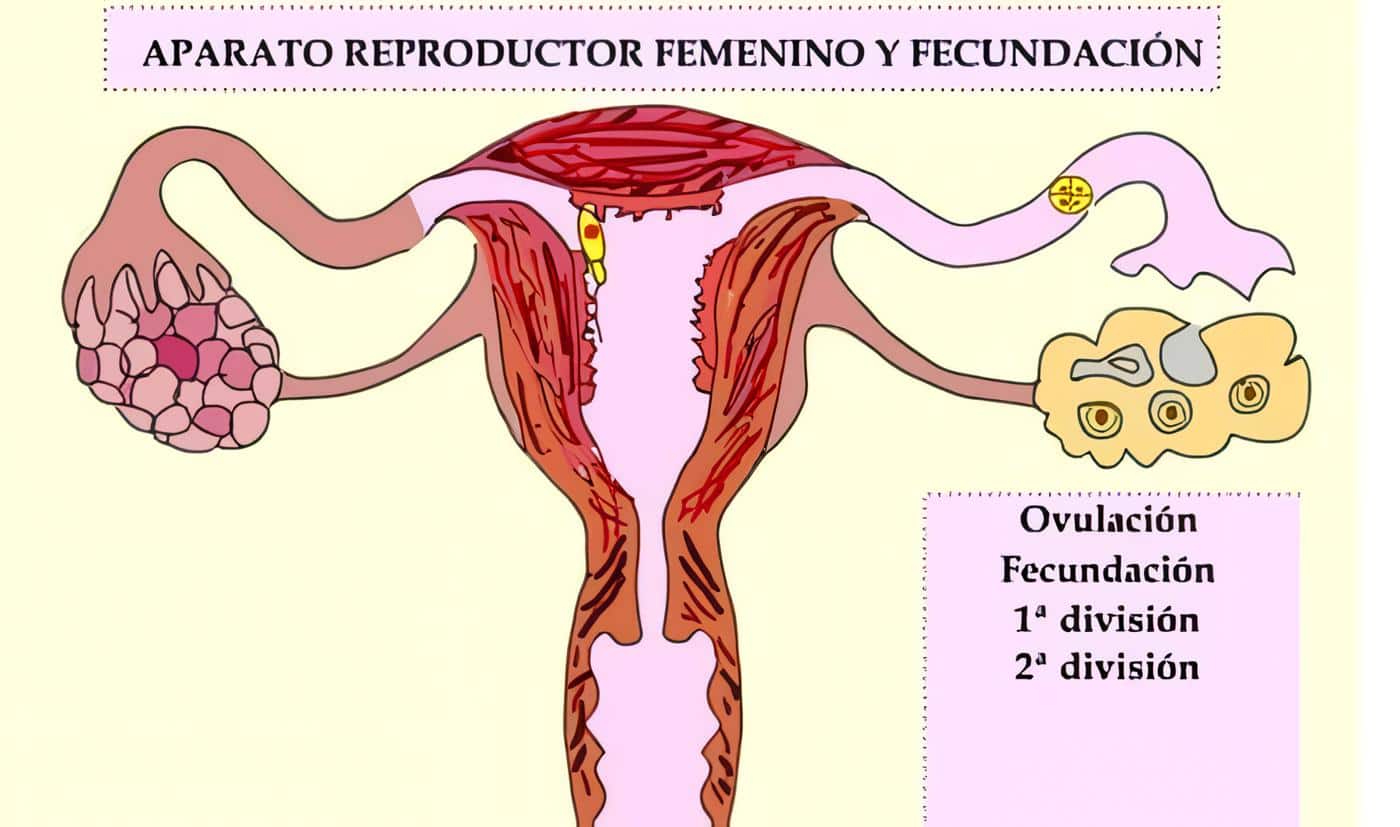 Ovulación y Fecundación