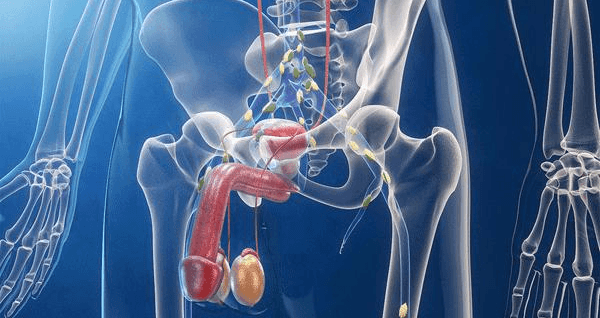 prostata